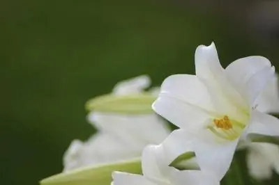 Что означает белая лилия?