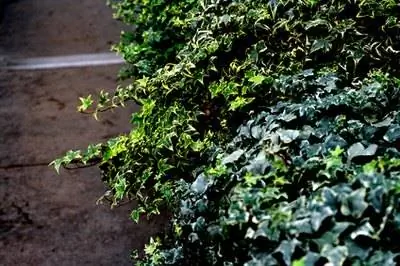 Выращивание английского плюща на открытом воздухе