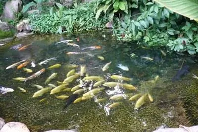 Какие рыбы едят прудовые водоросли?
