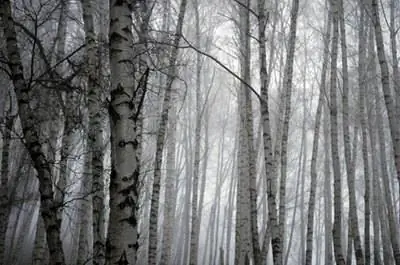 Продолжительность жизни берёз