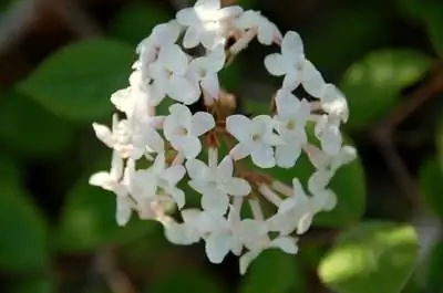 Цветущие кустарники в Аризоне