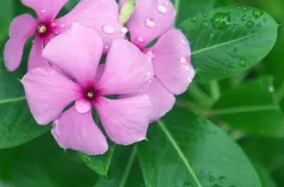 Идеи цветов в ящике с окном, выходящим на запад