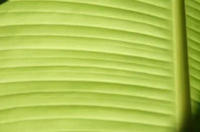 Тропические широколистные растения