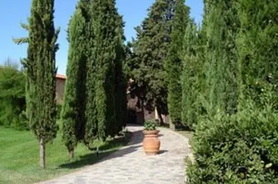 Как ухаживать за кипарисами хиноки