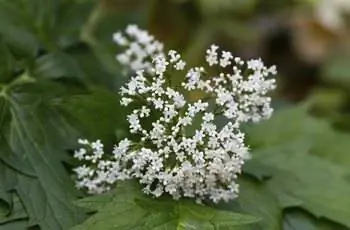 Валериана на листьях - Valerian officinalis.