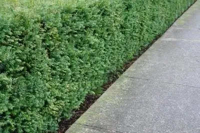 Растения, пахнущие кошачьей мочой