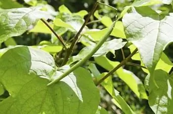 зеленый стручок и большие листья дерева Катальпа