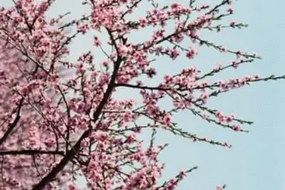 Цветы, которые растут на деревьях