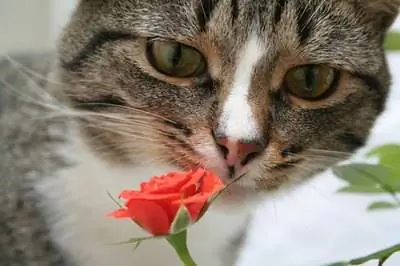 Какие цветы ядовиты для кошек?