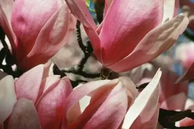 Как убить дерево магнолии