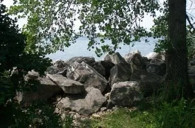 Список местных растений Новой Англии