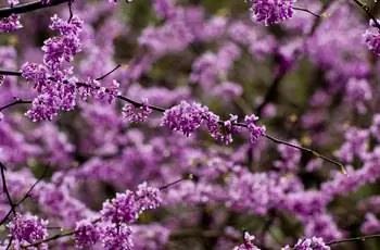 Крупным планом Redbud дерево в цвету.