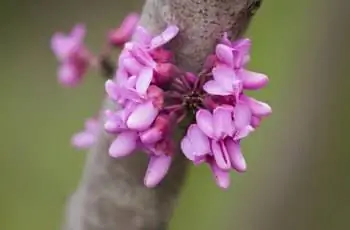 Кольцо цветка баухинии в саду