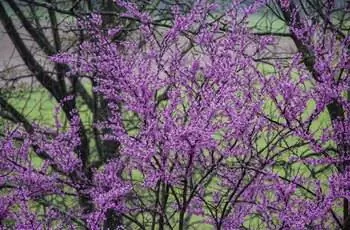 Красные бутоны