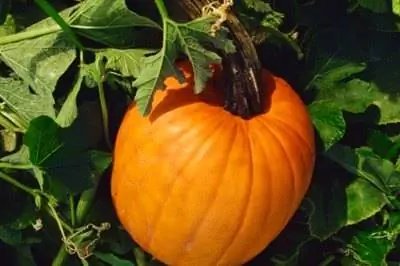 Будут ли тыквы расти в тени?