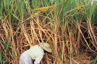 Как вырастить сахарный тростник из семян