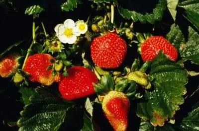 Почему моя клубника такая маленькая?