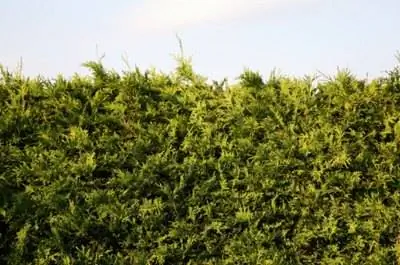 На каком расстоянии друг от друга следует сажать живую изгородь из кедра?