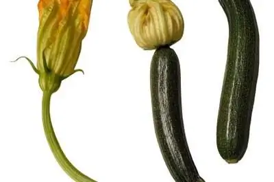 Как распознать огурцы, кабачки & Дыни