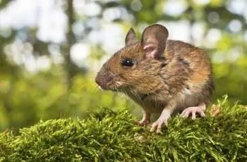 Вид сбоку на голову полевой мыши (Apodemus sylvaticus)