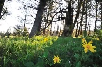 цветы на перевале Тарги