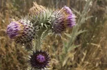 (Cirsium arvense) красивый и колючий чертополох в поле.