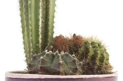 Функции кактуса