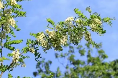 Чем опасны шипы акации?