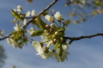 Фруктовые деревья в Северной Каролине