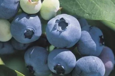 Что растет в суглинистом песке?