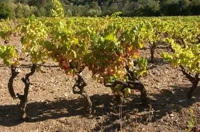 Борьба с болезнями виноградных лоз