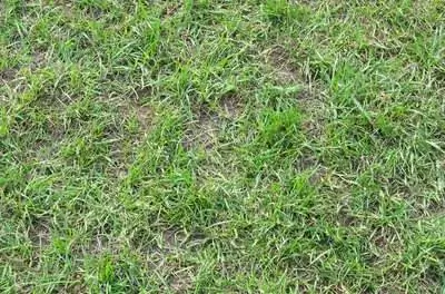 Как посадить семена газона на существующий газон, чтобы сделать его более густым?