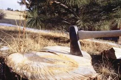 Как построить скамейку из пня