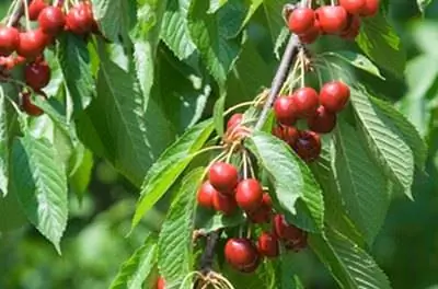 Как посадить куст сахарной черешни