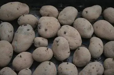 Посадка картофеля на северо-востоке