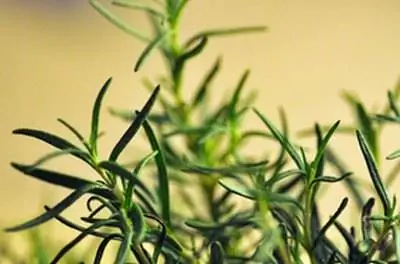 Как выращивать травы для зоны 8