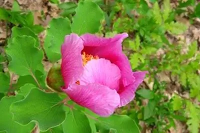 Как ухаживать за папоротниковыми пионами