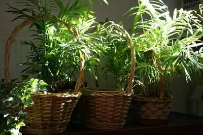 Как ухаживать за папоротником как за комнатным растением