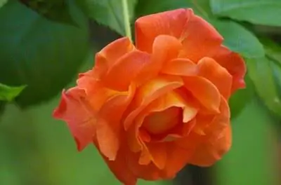 Как избавиться от сорняков на клумбе, не убивая при этом растения?