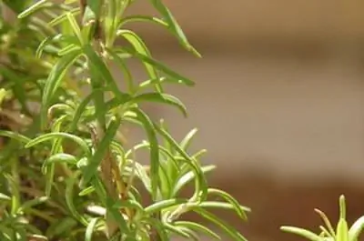 Поделки из растений розмарина