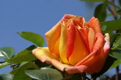 Части розового куста