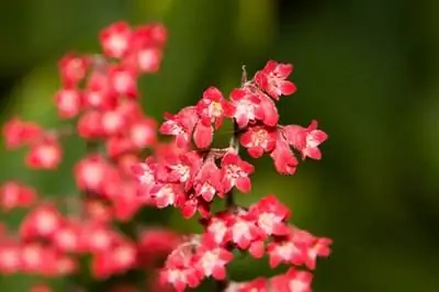 Как делить гейхеру