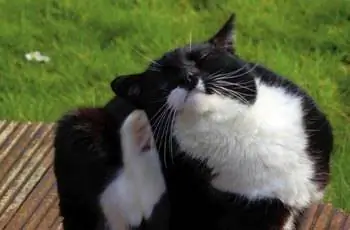 царапающий кот