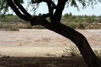 Болезни пустынной ивы