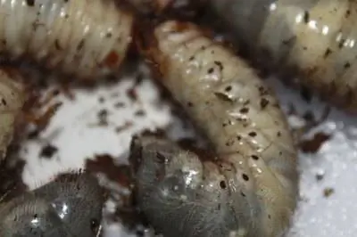 Когда применять контроль Grub