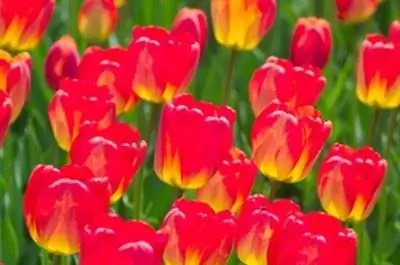 Как посадить & Уход за луковицами в Техасе