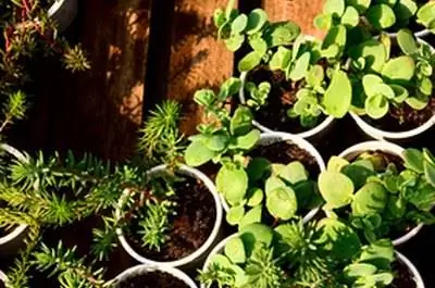 Как размножить Алламанду Шотти черенками