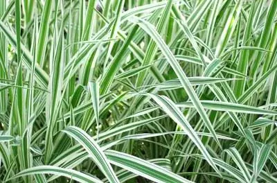 How to Plant & Уход за декоративной травой