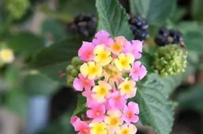 Как посадить ежевику в Оклахоме