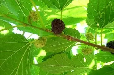 Как определить, мужское или женское тутовое дерево